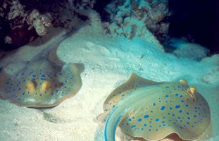 Colorful Red Sea 